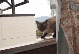 �Ż���.gif